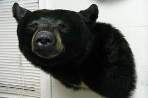 roys black bear